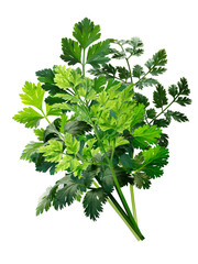 Bouquet of fresh herbs: Parsley, Chervil, Cilantro isolated png - obrazy, fototapety, plakaty