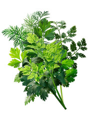 Herbs bouquet combination, paths isolated png - obrazy, fototapety, plakaty