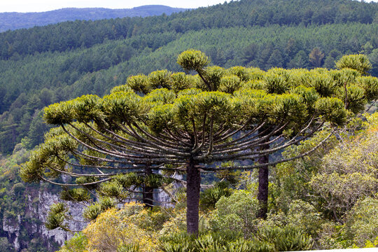 Arauc&aacute;ria, esp&eacute;cie arb&oacute;rea dominante da floresta ombr&oacute;fila mista. 