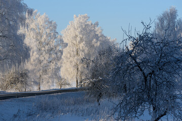 frosted birch trees on the side of an asphalt road on a sunny winter day