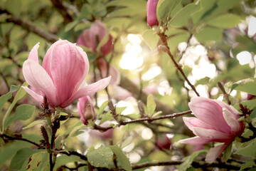 Beautiful spring floral nature background, blossoming light pink magnolia flowers blooming in...