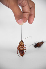 hand holding cockroach on white background