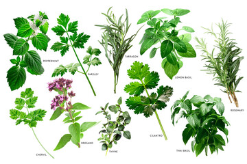Collection of fresh fine herbs isolated png - obrazy, fototapety, plakaty
