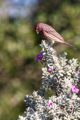 bird on a flower