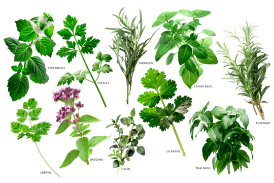 Collection of fresh fine herbs isolated png