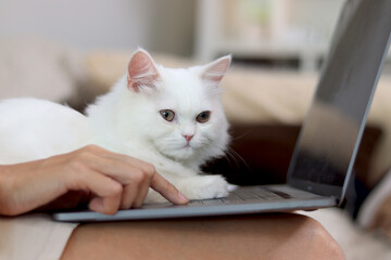 Cute white Persian cat sitting on laptop keyboard, owner woman working on computer with her happy...
