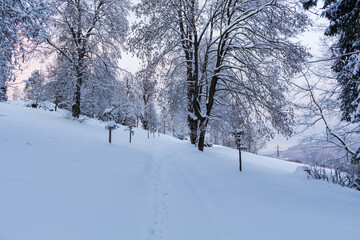 The road through the winter, snowy forest. Trees in the snow. Snow hidden path