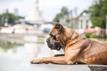 italian cane corso street portraits