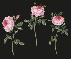 Pink vintage roses isolated. Vector.