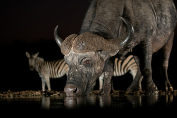 Obraz premium African buffalo at a waterhole at night