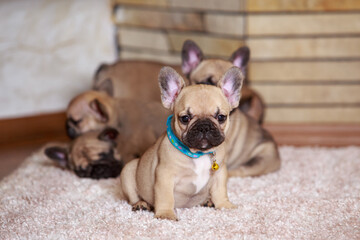 dog breed french bulldog
