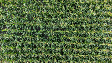 Overhead shot of a cornfield