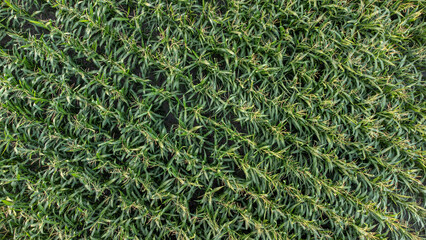 Overhead shot of a cornfield