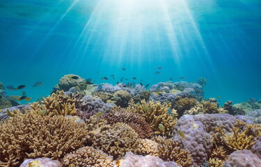 Fototapeta na wymiar Underwater sunlight over a coral reef with fish in the Pacific ocean, New Caledonia, Oceania