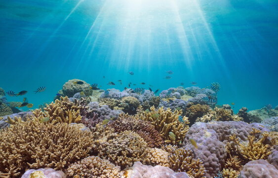 Underwater sunlight over a coral reef with fish in the Pacific ocean, New Caledonia, Oceania