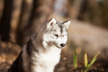 Siberian Husky puppy in the forest