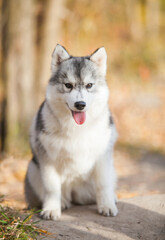 Siberian Husky puppy in the forest