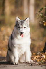 Siberian Husky puppy in the forest