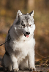 Siberian Husky puppy in the forest