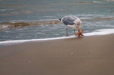M&ouml;we am Strand einen Seestern fressend