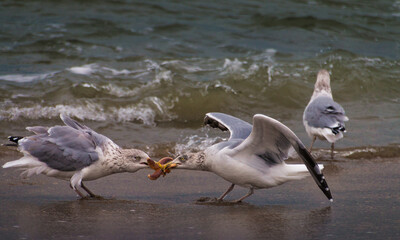 Zwei M&ouml;wen k&auml;mpfend um einen Seestern