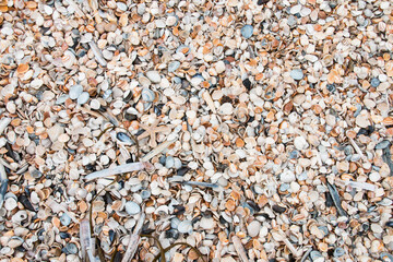 viele kleine Muscheln in verschiedenen Farben