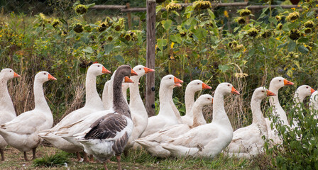 Gänse laufend vor einem Sonnenblumenfeld