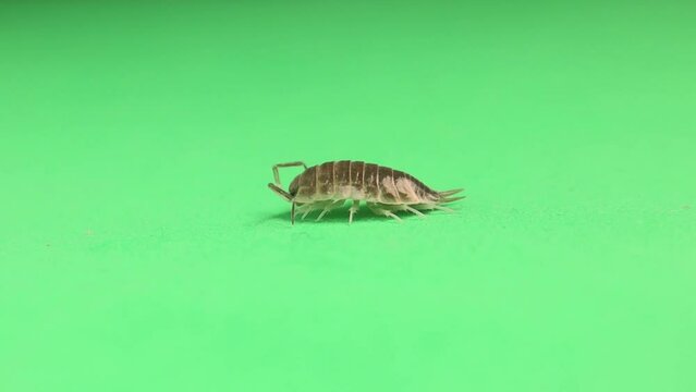 Woodlouse, pill bug on a green background. Wood louse isolated. It's also called a woodlice, wood lice and slater. close up of insect, bug. insects, animals, animal, bugs. wildlife, wild nature, woods