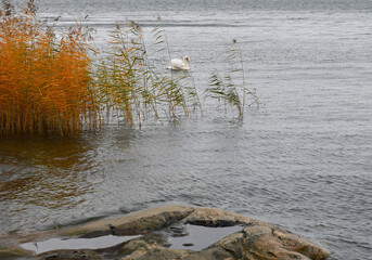 White swan in the archipelago in autumn