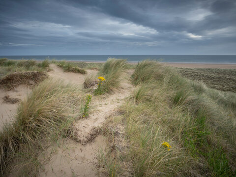 Yellow flowers amongst the sand dunes of Burnham Overy.