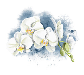 Watercolor composition with several heads flowers of white orchid isolated on white background. Hand drawn illustration sketch © Mimomy
