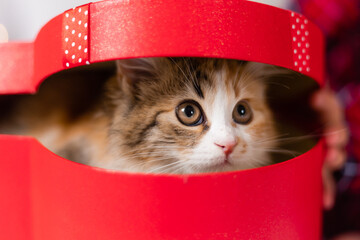 cute tricolor kitten in a red gift box at home on the background of a Christmas tree. A Christmas...