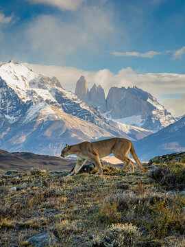 Winter scene, Puma (Puma concolor) walking in front of the Towers in Torres del Paine National Park; Patagonia, Chile