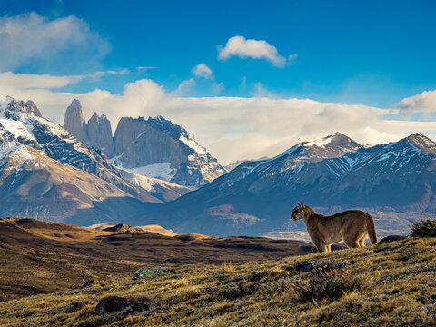 Wild cat in the grand landscape, Puma (Puma concolor), Torres del Paine National Park; Patagonia, Chile