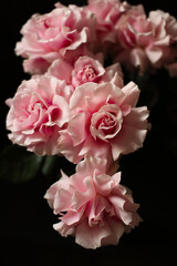 Pink roses on a dark background, French variety