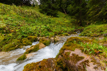 alpin river in the forest (austria)
