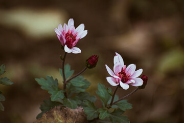 Close up of pink chrysanthemum flowers