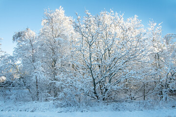 Beautiful trees with frost and snow on a sunny winter day in Scandinavia, North Jutland in Denmark
