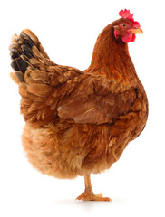 Brown hen isolated.