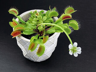 Blooming Venus flytrap, Dionaea muscipula, in pot on black slate background, Carnivorous plant with...