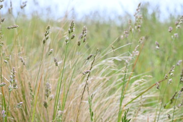 New Zealand Grass