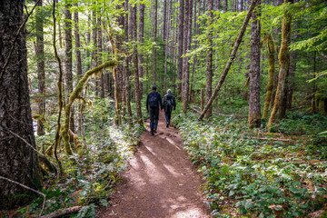 Adventurous athletic male hikers, hiking along a forest trail in the Pacific Northwest.  © Pelo Blanco Photo