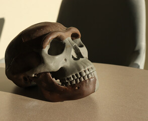 A plastic replica of a Homo erectus skull on a table. 