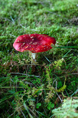 Fly agaric (amanita muscaria) mushroom in a forest