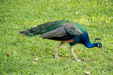 Peacock 010