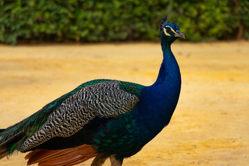 Peacock 