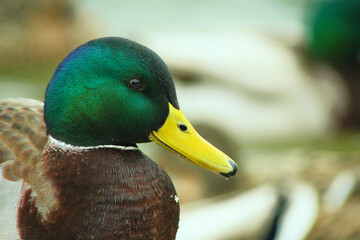 duck