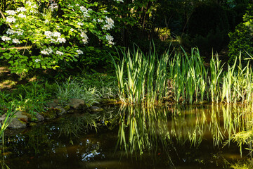 Branches of blooming viburnum or viburnum opulus with beautiful white flowers are bent over dark green water surface of garden pond. Blurred background. Nature concept for design. Selective focus.