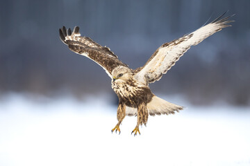landing Rough-legged Buzzard Buteo lagopus in the fields in winter snow, buzzards in natural habitat, hawk bird on the ground, predatory bird close up winter bird