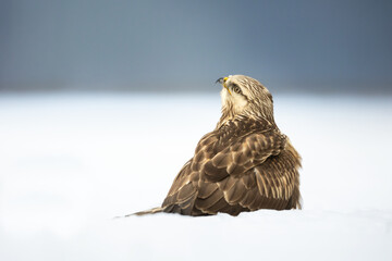 landing Rough-legged Buzzard Buteo lagopus in the fields in winter snow, buzzards in natural habitat, hawk bird on the ground, predatory bird close up winter bird